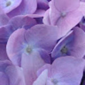 Meet your Posher, Elaine